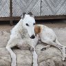 Big Ruff's profile picture