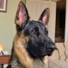 Dallas's profile picture