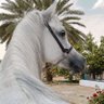 Abdelrahman's profile picture