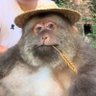 The Racist Monkey profil fotoğrafı