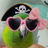🦜 ☠️ profil fotoğrafı