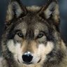 SeaWulf's profile picture