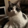 diabolo profil fotoğrafı