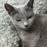 成道玲央's profile picture