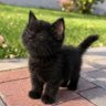PELU profil fotoğrafı