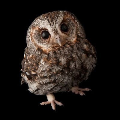 Człowiek Sowa's profile picture