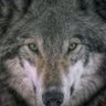 Mykhailo. M.'s profile picture