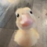 Profilbild von plumDuckling