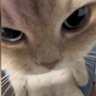 dan 的头像
