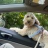 The Mini Bendel's profile picture