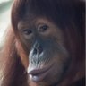 Profilbild von BATYUSHKA