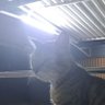 geraldo ☢️🐱 fralda calça mammypoko's profile picture