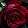 يا رب رحمتك profil fotoğrafı