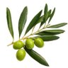 Olive's profile picture