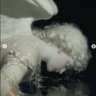 jea profil fotoğrafı