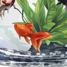 Фото профиля Tangerine