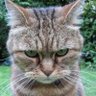 LordGold's profile picture