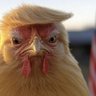 Фото профиля Pollito
