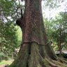 Фото профиля 頑張った