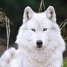 Jasper Lobo Branco profil fotoğrafı