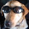 Фото профиля dogmented