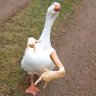 eA Duckfx 的头像