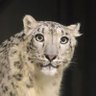 Kira Lohov profil fotoğrafı