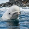 BELUGA's profile picture