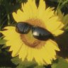 Profilbild von Jane Doe