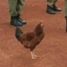 Фото профиля chickensoldier99