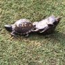 Turtle 的头像