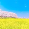 Фото профиля 両面宿儺