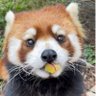 Profilbild von れっさー