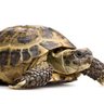 Tortoise profil fotoğrafı