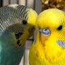 Фото профиля Mellow and Chums ... RIP GIMLI 💙