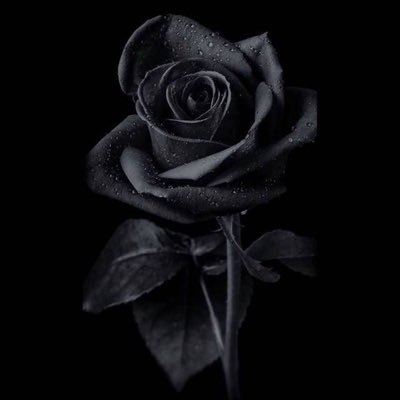 CHA0069's profile picture