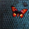 Papillon profil fotoğrafı