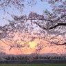 そら🔴Primula 的头像