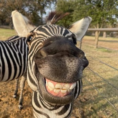 zebraellah's profile picture