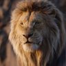 Harry Weasley, I m king 🦁 of the jangal profil fotoğrafı