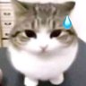 gato Ramon 的头像