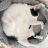 Фото профиля พี่จู เป็นเเมวอ้วนสีขาว 🐈