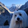 Coton de Tulear🇨🇵🇨🇵 profil fotoğrafı