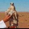 ظلال القصيد's profile picture