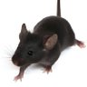 Profilbild von Rat