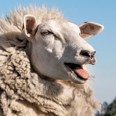 sheeptwting's profile picture