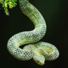 Viber 🐍's profile picture