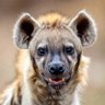 Profilbild von Hyena🌍🌤️