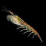KRILL's profile picture