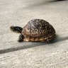 Turtle 的头像